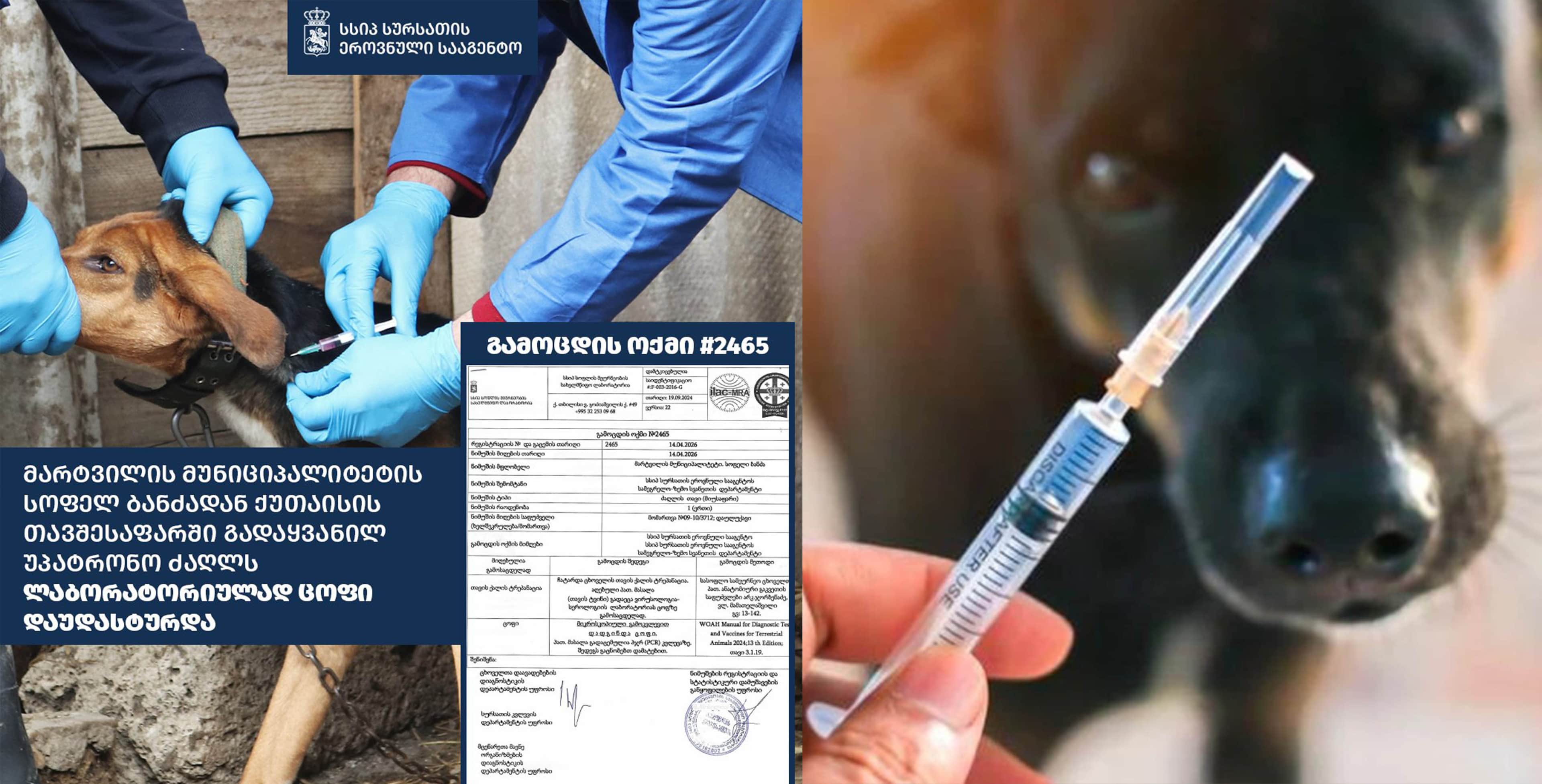 მარტვილის მუნიციპალიტეტში ცოფი გამოვლინდა - გამოცხადდა კარანტინი