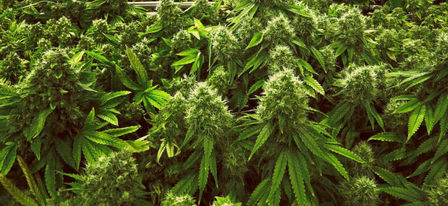 ბრიტანეთი – მარიხუანას მწარმოებელი ყველაზე დიდი ქვეყანა მსოფლიოში