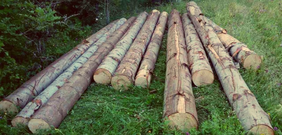 სამეგრელო-ზემო სვანეთში 2009 წელს გაცემული ხე-ტყის დამზადების სპეციალური ლიცენზია გაუქმდა