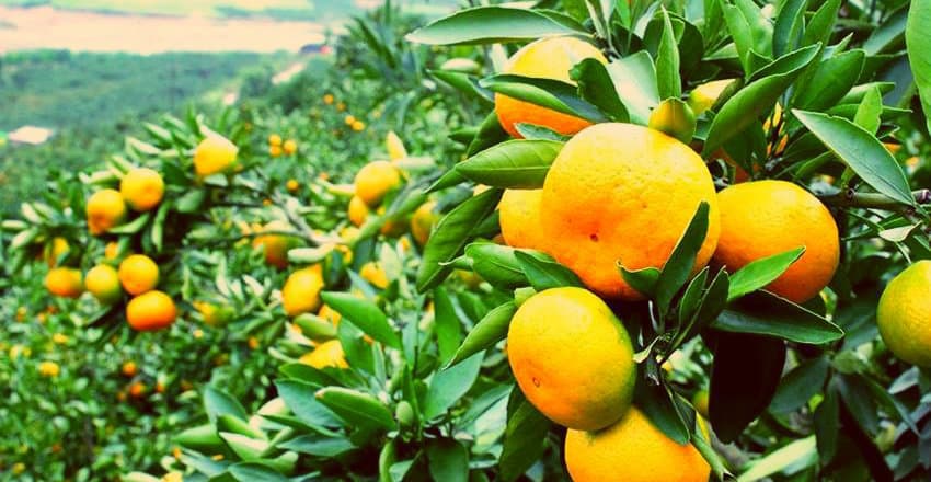 ციტრუსის ექსპორტი წინა წლის ანალოგიურ პერიოდთან შედარებით 11-ჯერ მეტია