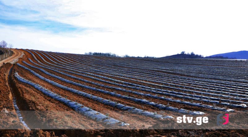 სენაკში, სოფელ ფოცხოში შპს ,,აგროთემა’’ ლურჯი მოცვის ბაღს აშენებს