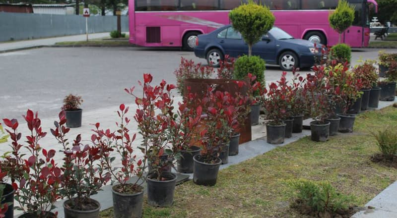 ფოთის სერვისების ცენტრი გამწვანებით ღონისძიებებს ახორციელებს