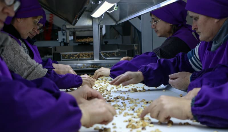 სენაკში თხილის გადამამუშავებელი საწარმო გაიხსნა