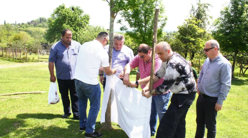 სენაკში, აზიური ფაროსანას წინააღმდეგ ბრძოლის ღონისძიებები გრძელდება