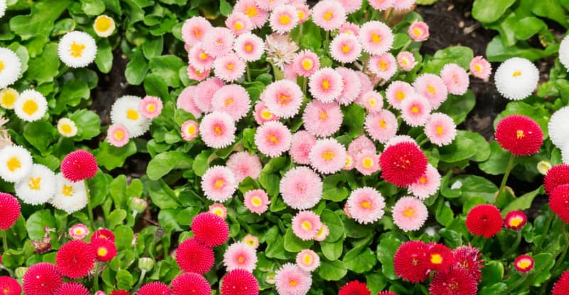 ფოთის მუნიციპალიტეტის სერვისების ცენტრი, უკვე ორი თვეა გამწვანებით სამუშაოებს ახორციელებს