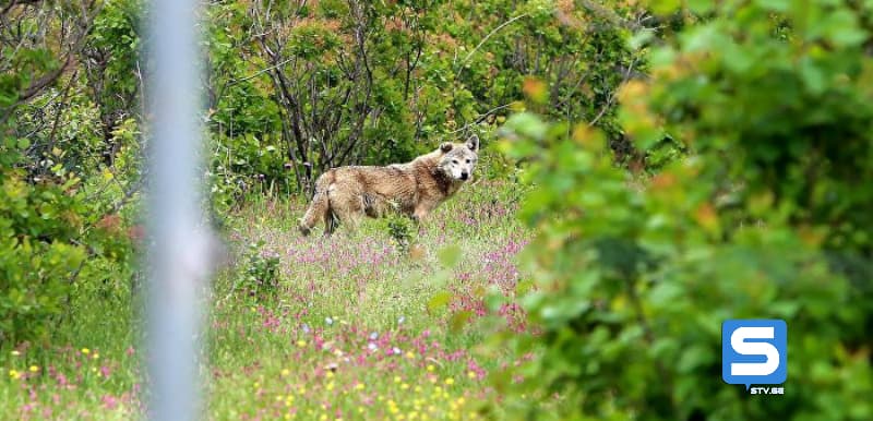 სოფელ შავღელეში მგელმა მსხვილფეხა პირუტყვი დაგლიჯა