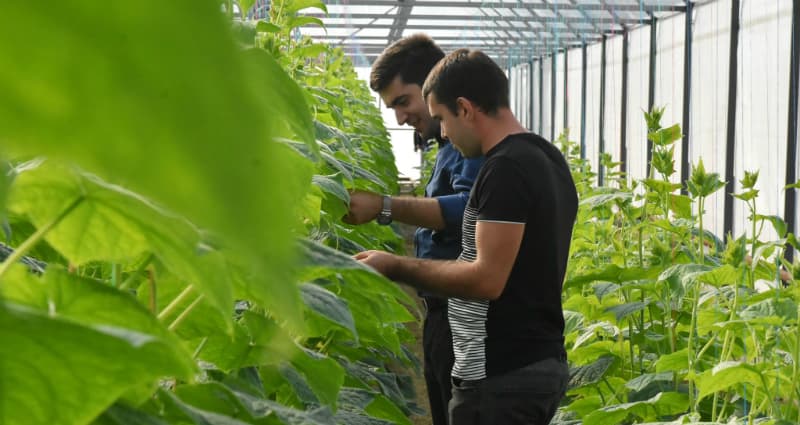 ,,ათენამ” სახელმწიფოს ფინანსური ხელშეწყობით სასათბურე მეურნეობა მოაწყო