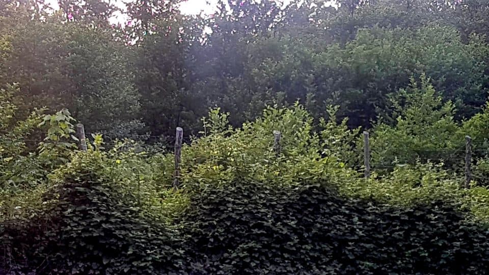 ხურჩა- ნაბაკევის საოკუპაციო ზოლთან, რუსმა სამხედროებმა ე.წ. ბორდერიზაციის პროცესი განაახლეს