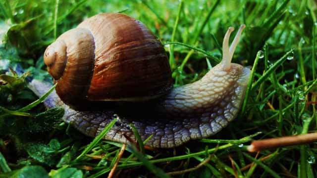 წელს, სამეგრელოდან იტალიაში 45 ტონა ლოკოკინა ექსპორტზე გავა