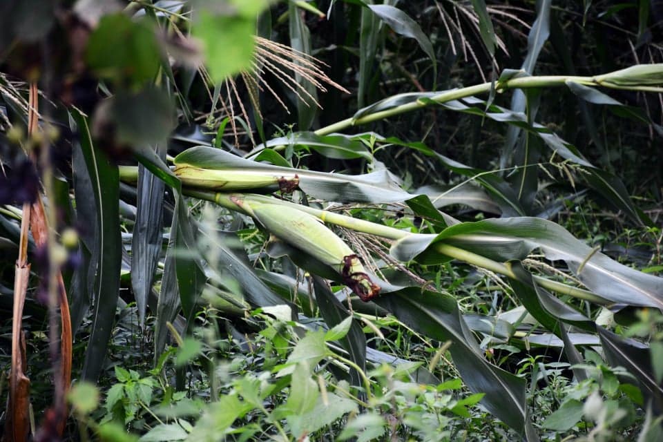ძლიერმა წვიმამ და ქარმა წალენჯიხის მუნიციპალიტეტში პრობლემები შექმნა - image 2