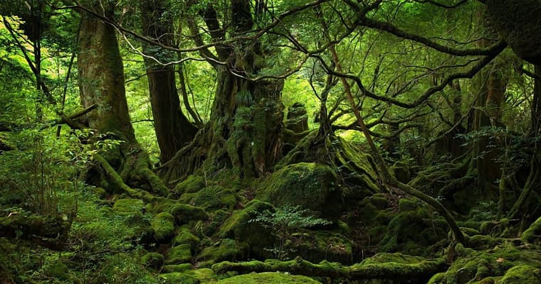 იდენტიფიცირებულ თავდამსხმელს ზუგდიდის ტყის მასივებში ეძებენ