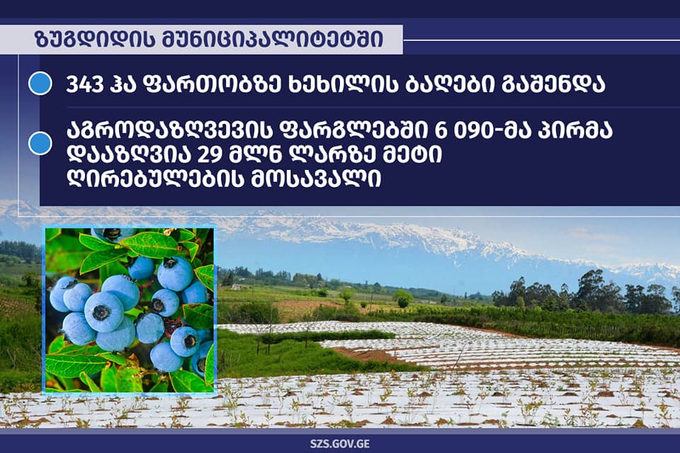 ზუგდიდში 343 ჰა ფართობზე ხეხილის ახალი ბაღები გაშენდა