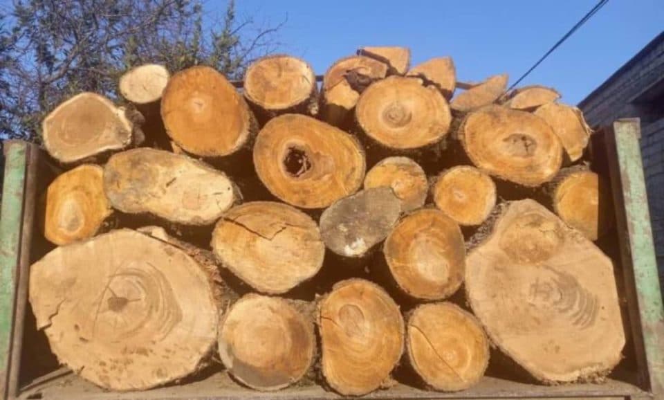 აპრილში სამეგრელო-ზემო სვანეთში ხე-ტყის უკანონო მოპოვების 22 ფაქტი გამოვლინდა