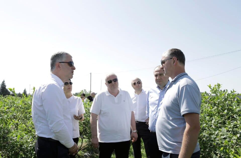 მინისტრი და გუბერნატორი მოცვის მოსავლის აღების პროცესს ზუგდიდის სოფელ ნარაზენში გაეცნენ