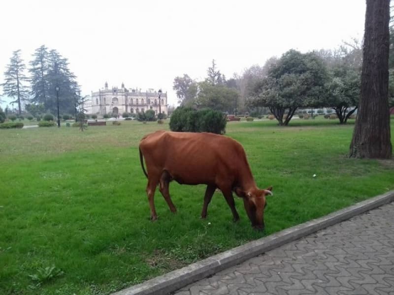 ზუგდიდში უპატრონო პირუტყვის მფლობელებს დააჯარიმებენ – ზუგდიდდასუფთავება განცხადებას ავრცელებს