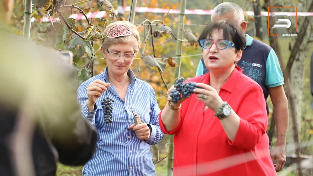 ათეული წლების შემდეგ სამეგრელოში ავთენტური კოლოშის რთველი ჩატარდა [POTO] - image 2