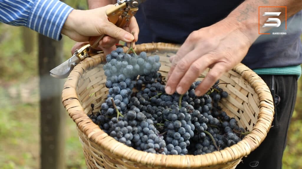 ათეული წლების შემდეგ სამეგრელოში ავთენტური კოლოშის რთველი ჩატარდა [POTO] - image 4