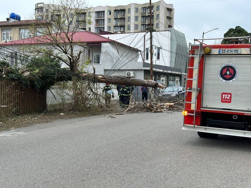 ზუგდიდში თამარ მეფის და თბილისის ქუჩებზე ქარმა ხეები მოგლიჯა - image 2