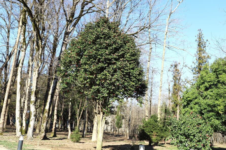 ზუგდიდის ბოტანიკურ ბაღს მოქალაქეები კამელიებს ჩუქნიან - image 2