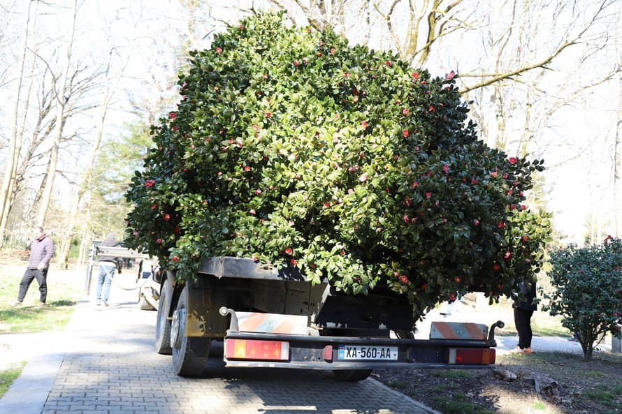 ზუგდიდის ბოტანიკურ ბაღს მოქალაქეები კამელიებს ჩუქნიან - image 4