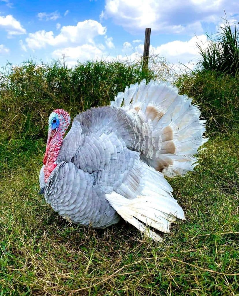ახალგაზრდა ფერმერი სენაკიდან – იშვიათი ჯიშის ფრინველებით [ფოტორეპორტაჟი] - image 3
