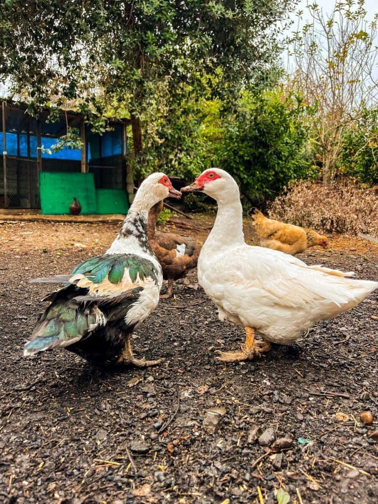 ახალგაზრდა ფერმერი სენაკიდან – იშვიათი ჯიშის ფრინველებით [ფოტორეპორტაჟი] - image 6