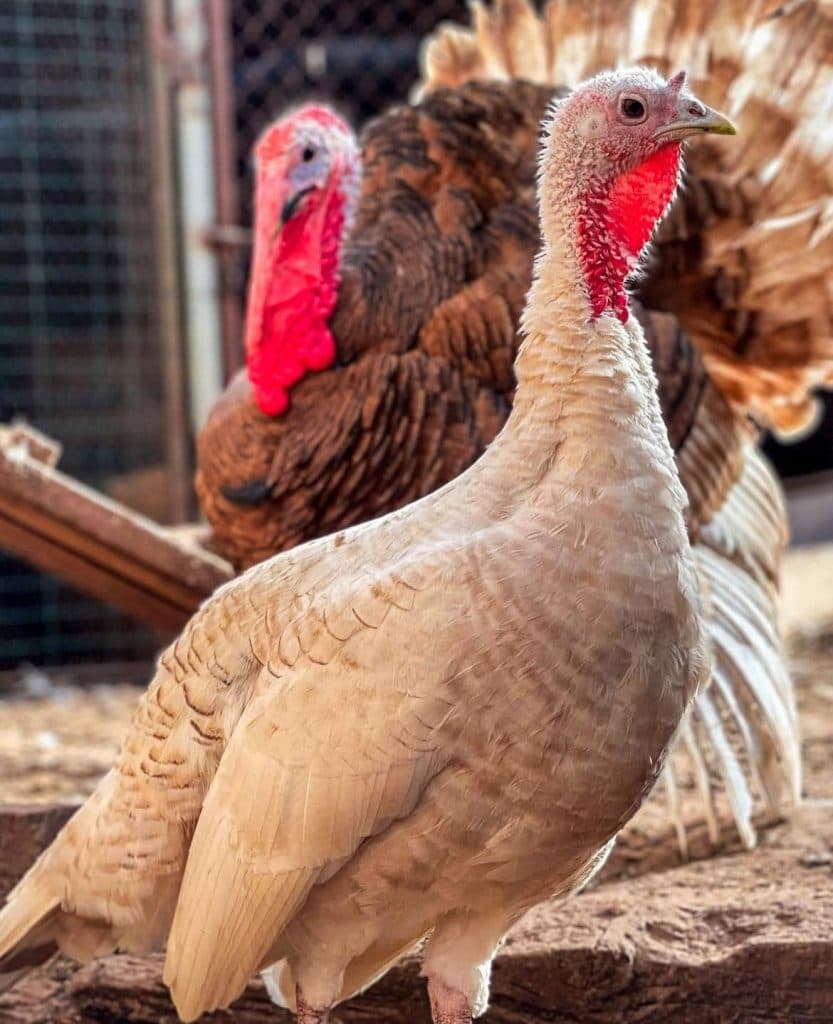 ახალგაზრდა ფერმერი სენაკიდან – იშვიათი ჯიშის ფრინველებით [ფოტორეპორტაჟი] - image 7