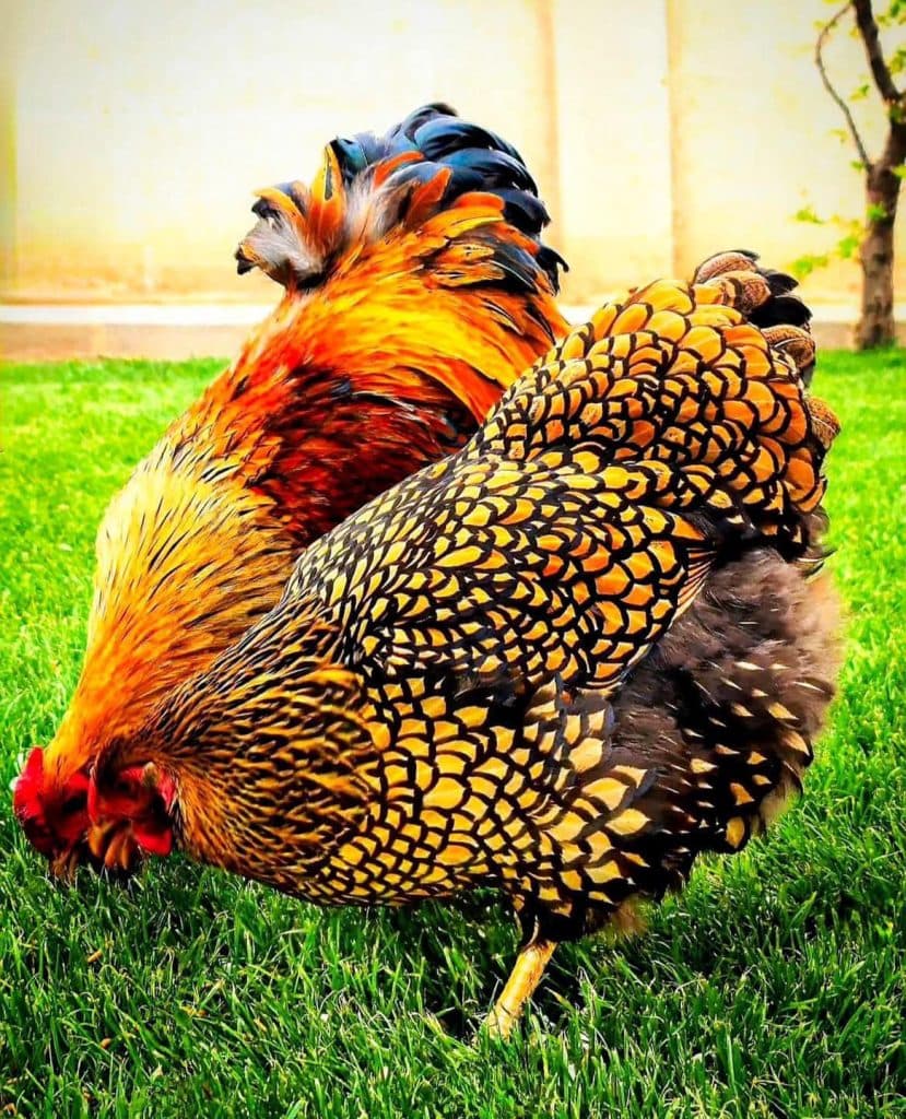 ახალგაზრდა ფერმერი სენაკიდან – იშვიათი ჯიშის ფრინველებით [ფოტორეპორტაჟი] - image 8