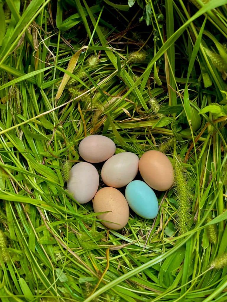 ახალგაზრდა ფერმერი სენაკიდან – იშვიათი ჯიშის ფრინველებით [ფოტორეპორტაჟი] - image 9