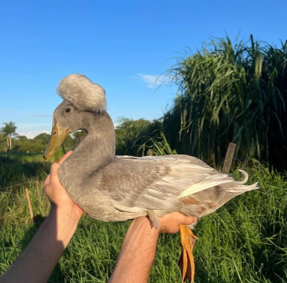 იშვიათი ჯიშის ფრინველები სენაკიდან