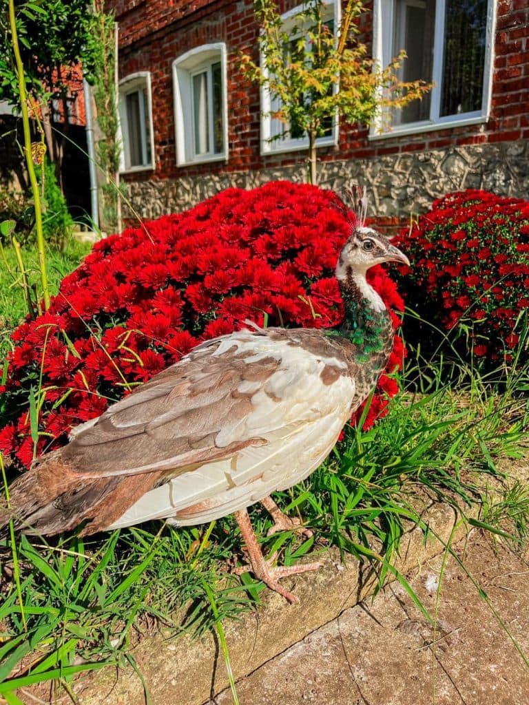 ახალგაზრდა ფერმერი სენაკიდან – იშვიათი ჯიშის ფრინველებით [ფოტორეპორტაჟი] - image 11