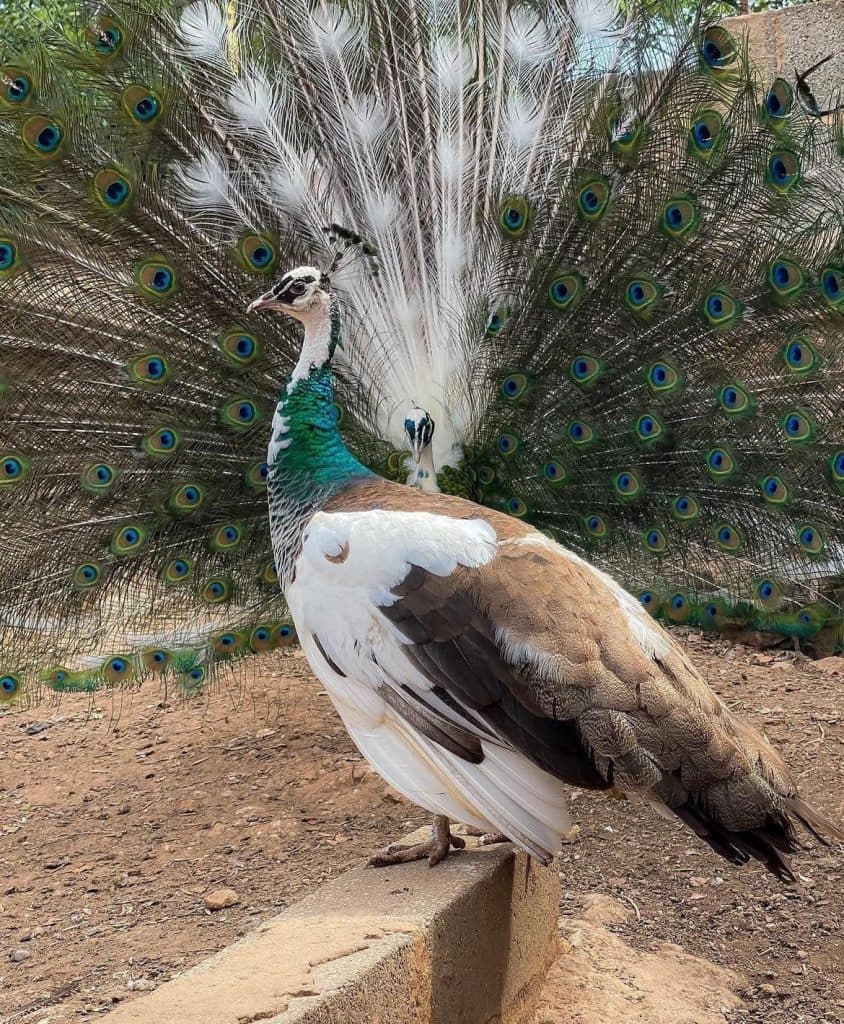 ახალგაზრდა ფერმერი სენაკიდან – იშვიათი ჯიშის ფრინველებით [ფოტორეპორტაჟი] - image 12