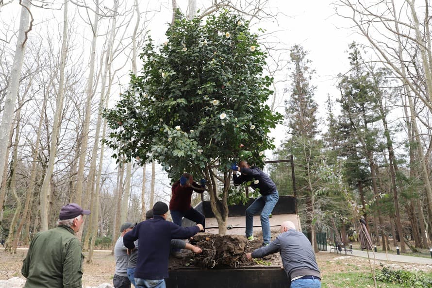 ზუგდიდის ბოტანიკურ ბაღს მოქალაქეები კამელიებს ჩუქნიან - image 5