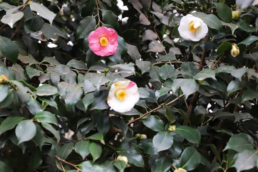 ზუგდიდის ბოტანიკურ ბაღს მოქალაქეები კამელიებს ჩუქნიან - image 6