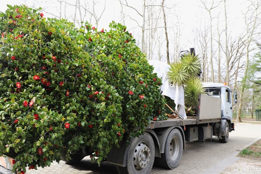 ზუგდიდის ბოტანიკურ ბაღს მოქალაქეები კამელიებს ჩუქნიან - image 9
