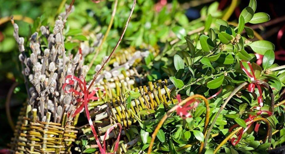 გარემოს დაცვისა და სოფლის მეურნეობის სამინისტრო ბზის მოჭრაზე კონტროლს ამკაცრებს