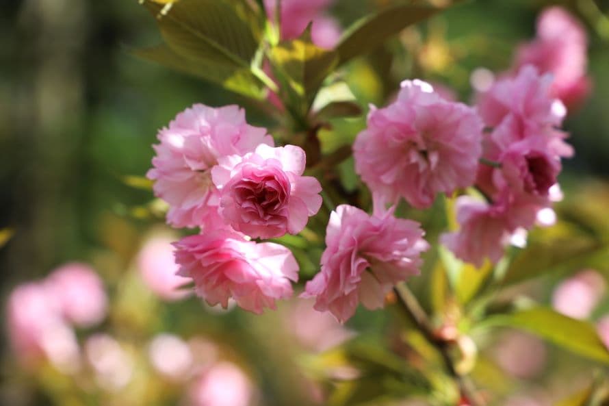 ზუგდიდის ბოტანიკურ ბაღში საკურა აყვავილდა