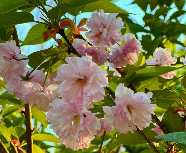 მოგზაურობა ზუგდიდის ბოტანიკურ ბაღში