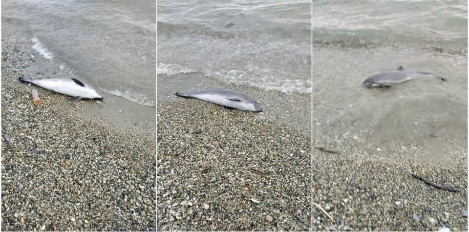 გაგრაში ზღვამ მკვდარი დელფინები გამორიყა