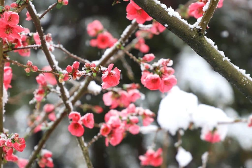 დათოვლილი ზუგდიდი [ფოტორეპორტაჟი] - image 2