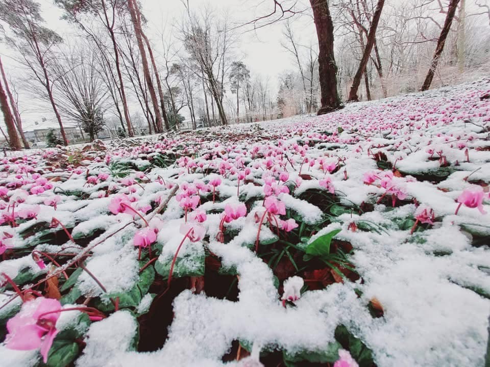 დათოვლილი ზუგდიდი [ფოტორეპორტაჟი] - image 5