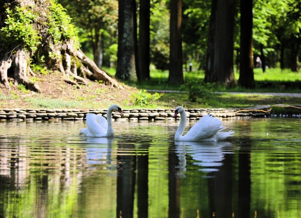 ზუგდიდის ბოტანიკურ ბაღს ორი თეთრი გედი შეემატა [ფოტორეპორტაჟი]