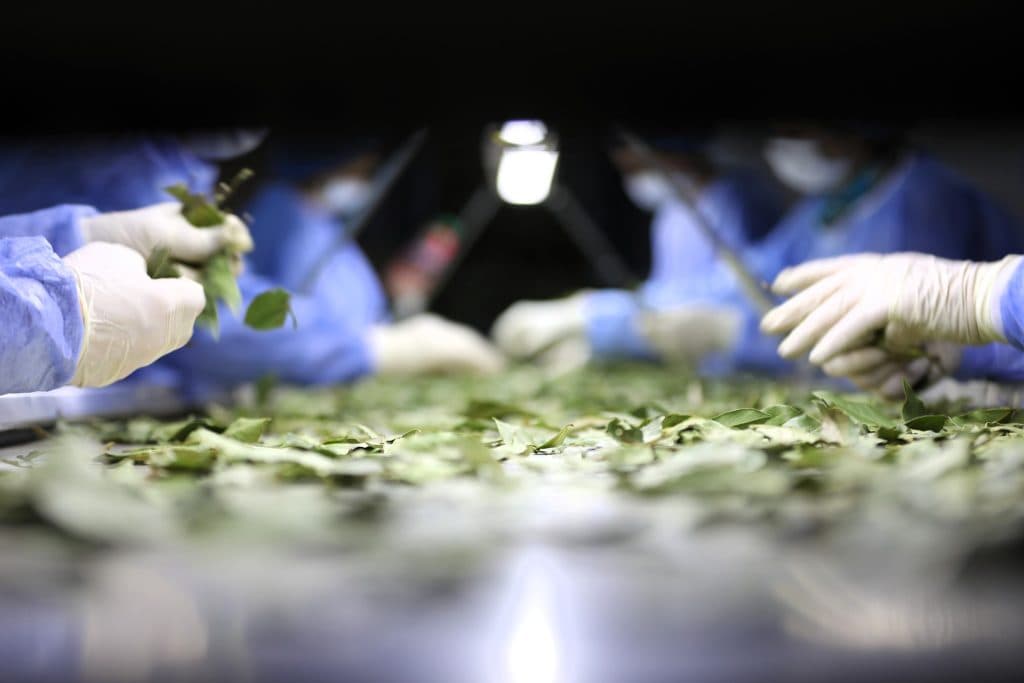 მინისტრი და გუბერნატორი საწარმო „ლაურუსში“ იმყოფებოდნენ სადაც სეზონურად 130 ადგილობრივია დასაქმებული - image 5