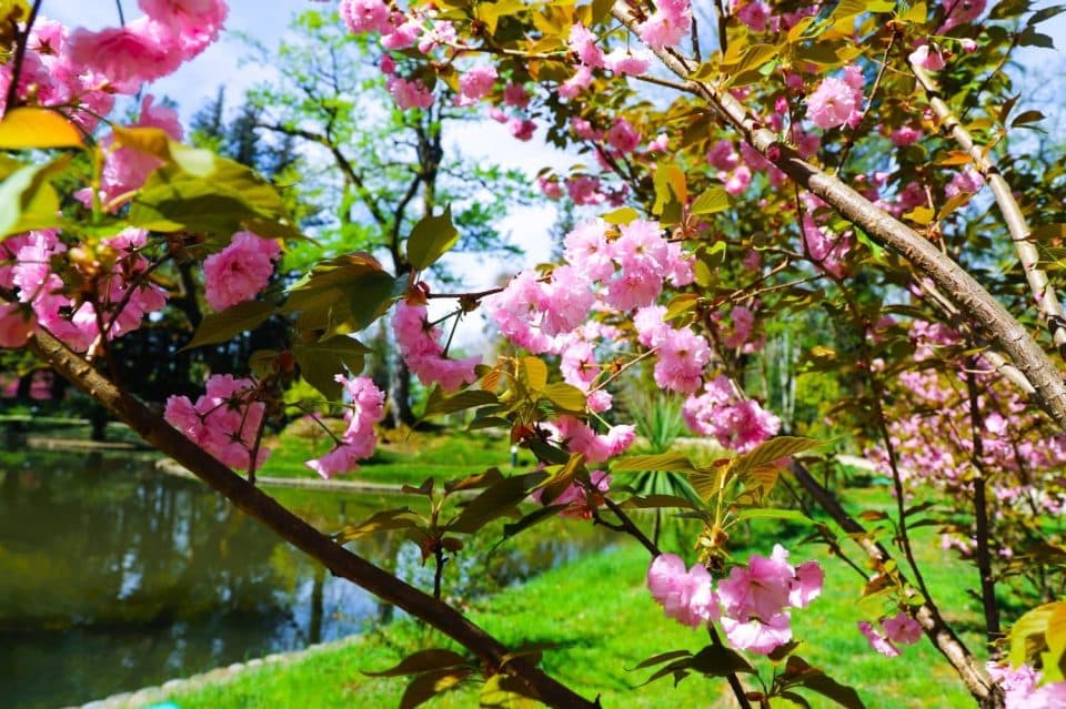 ზუგდიდის ბოტანიკურ ბაღში საკურა აყვავილდა