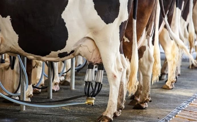 სამეგრელო-ზემო სვანეთის რეგიონში მერძევეობის დარგის მოდერნიზაციის პროგრამა იწყება