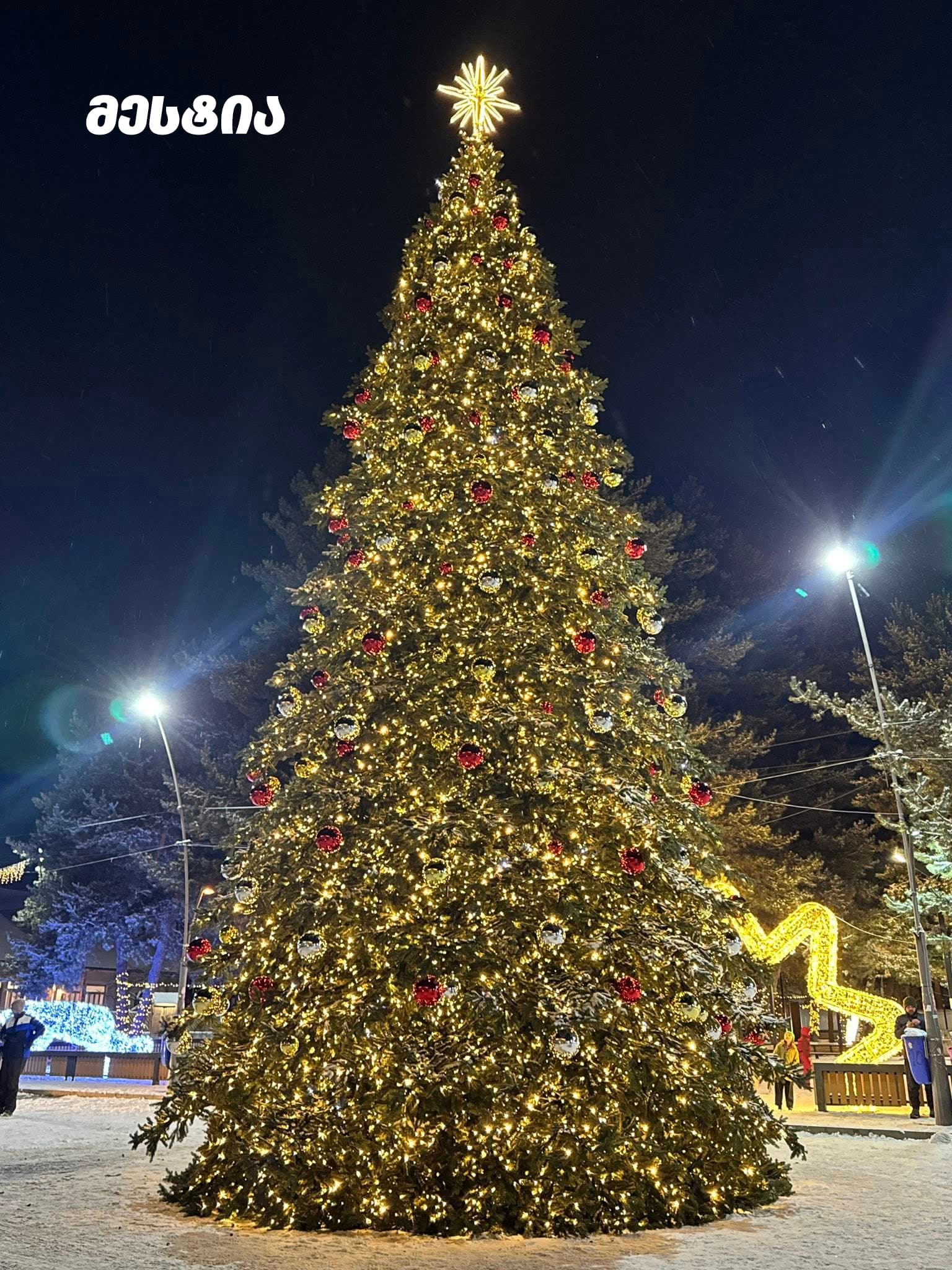 ნაძვის ხეები სამეგრელო-ზემო სვანეთის მხარეში - image 5