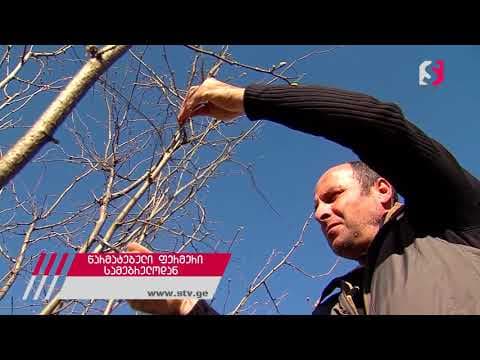 წარმატებული ფერმერი სამეგრელოდან [ვიდეოამბავი]