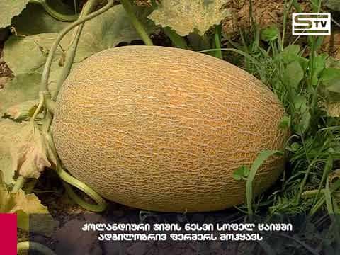 ჰოლანდიური ჯიშის ნესვი სოფელ ცაიშში ადგილობრივ ფერმერს მოჰყავს [ვიდეო]