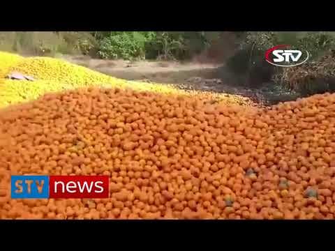 აფხაზები რუსეთის საზღვართან პროტესტის ნიშნად ტონობით მანდარინს ყრიან [ვიდეო]