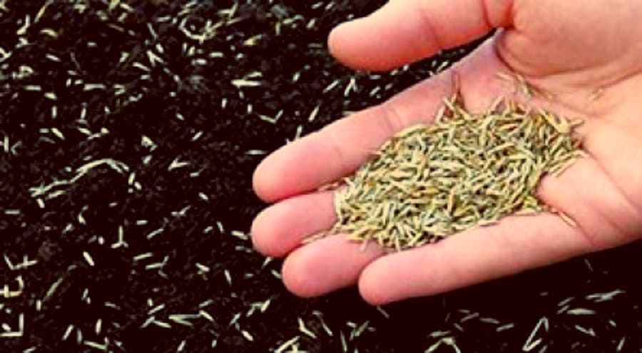 მცენარის თესლის ხარისხი – რა უნდა გავითვალისწინოთ თესვისას